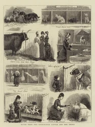 Notizen von den Birmingham Vieh- und Hundeschauen